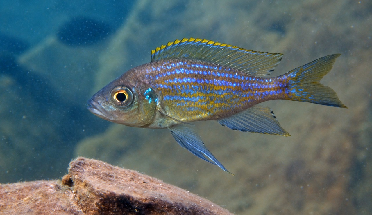 Aulonocranus dewindti 'Kalyeza Bay'